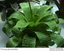 vriesea fenestralis